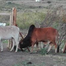 cows