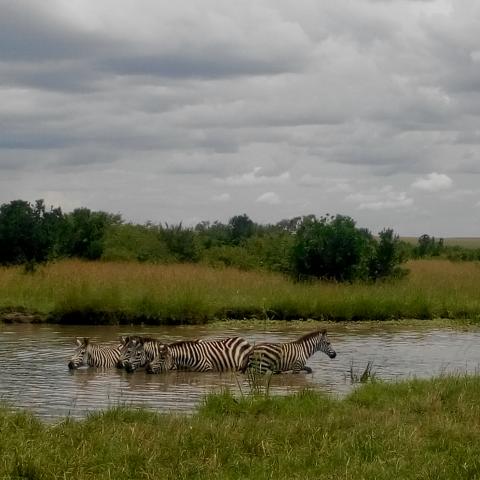 zebra pool